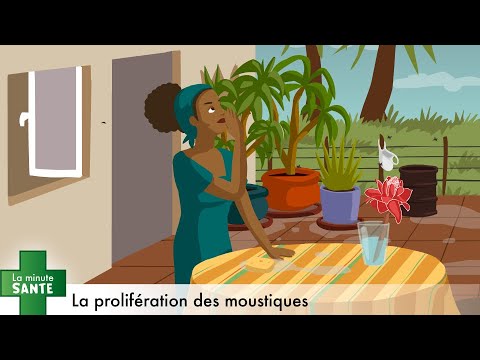 La prolifération des moustiques